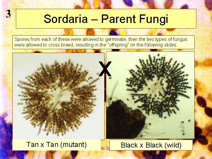 Sordaria – Parent Fungi Spores from each of these were allowed to germinate, then