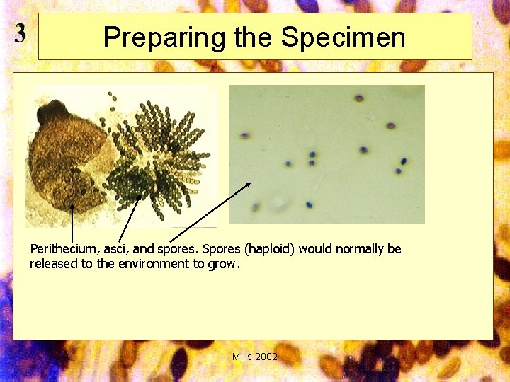 Preparing the Specimen Perithecium, asci, and spores. Spores (haploid) would normally be released to