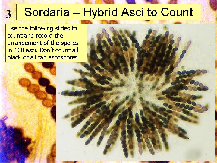 Sordaria – Hybrid Asci to Count Use the following slides to count and record