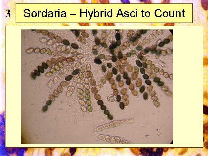 Sordaria – Hybrid Asci to Count Mills 2002 