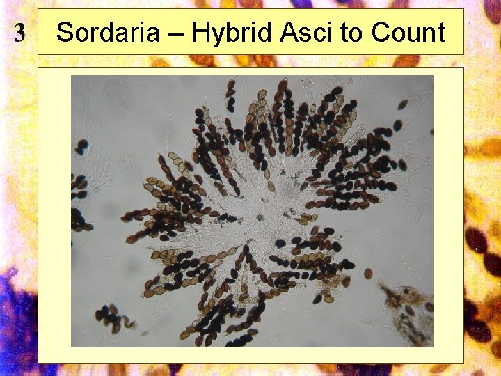 Sordaria – Hybrid Asci to Count Mills 2002 