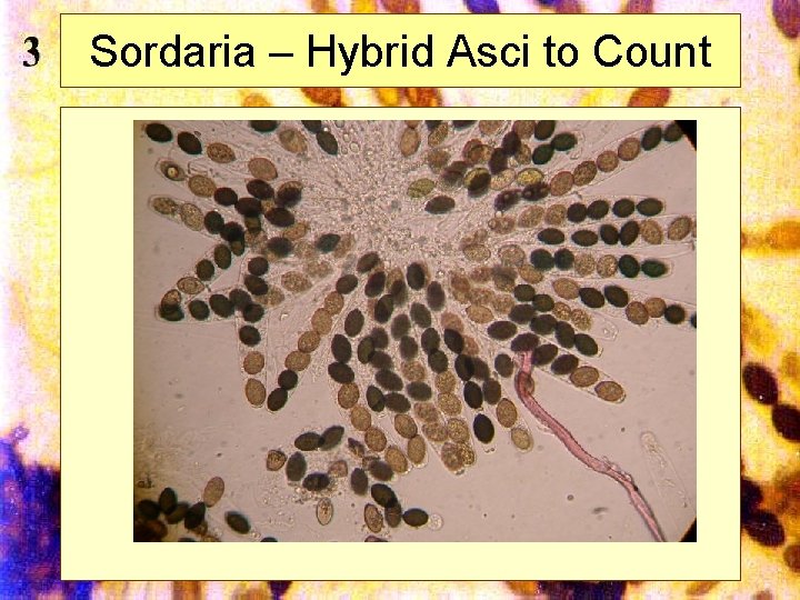 Sordaria – Hybrid Asci to Count Mills 2002 