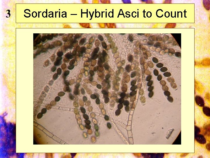 Sordaria – Hybrid Asci to Count Mills 2002 