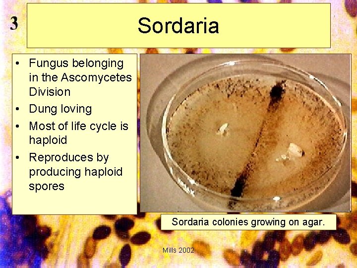 Sordaria • Fungus belonging in the Ascomycetes Division • Dung loving • Most of