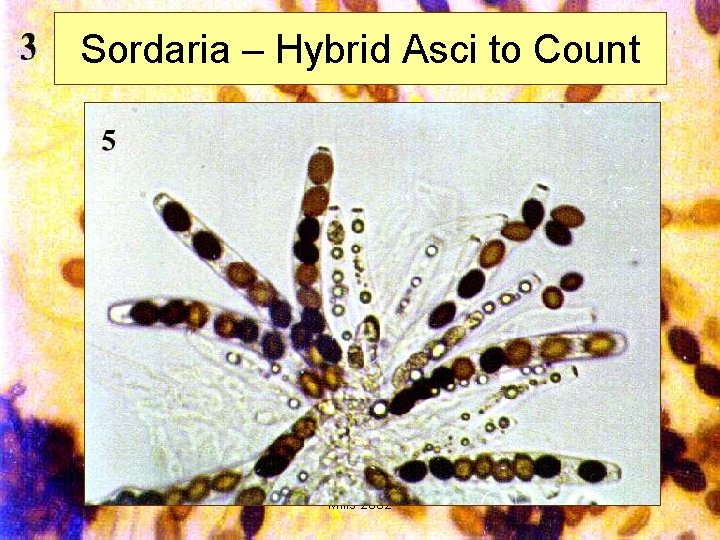 Sordaria – Hybrid Asci to Count Mills 2002 