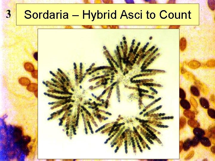Sordaria – Hybrid Asci to Count Mills 2002 