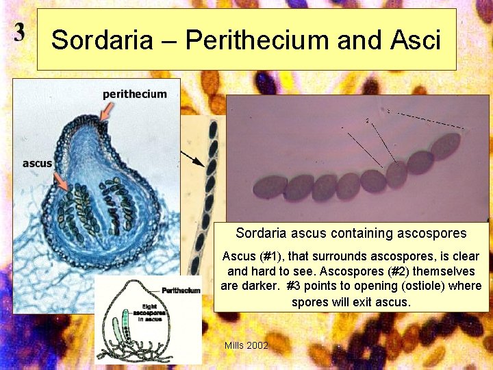Sordaria – Perithecium and Asci Sordaria ascus containing ascospores Ascus (#1), that surrounds ascospores,
