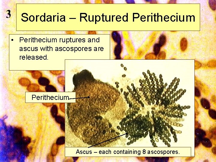 Sordaria – Ruptured Perithecium • Perithecium ruptures and ascus with ascospores are released. Perithecium