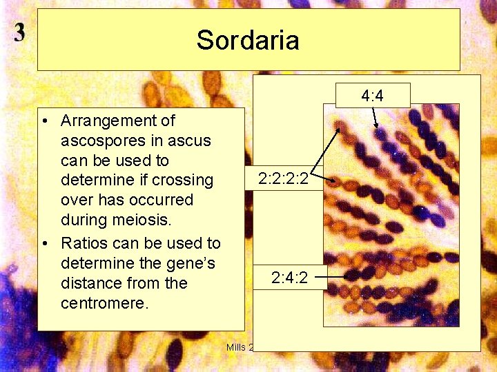 Sordaria 4: 4 • Arrangement of ascospores in ascus can be used to determine