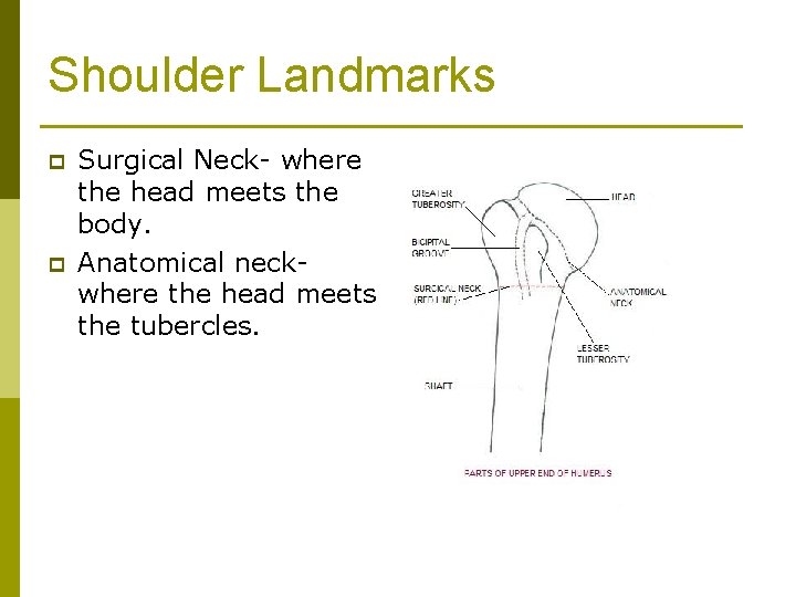 Shoulder Landmarks p p Surgical Neck- where the head meets the body. Anatomical neckwhere