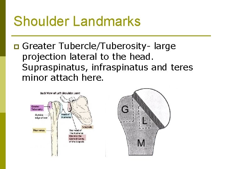 Shoulder Landmarks p Greater Tubercle/Tuberosity- large projection lateral to the head. Supraspinatus, infraspinatus and