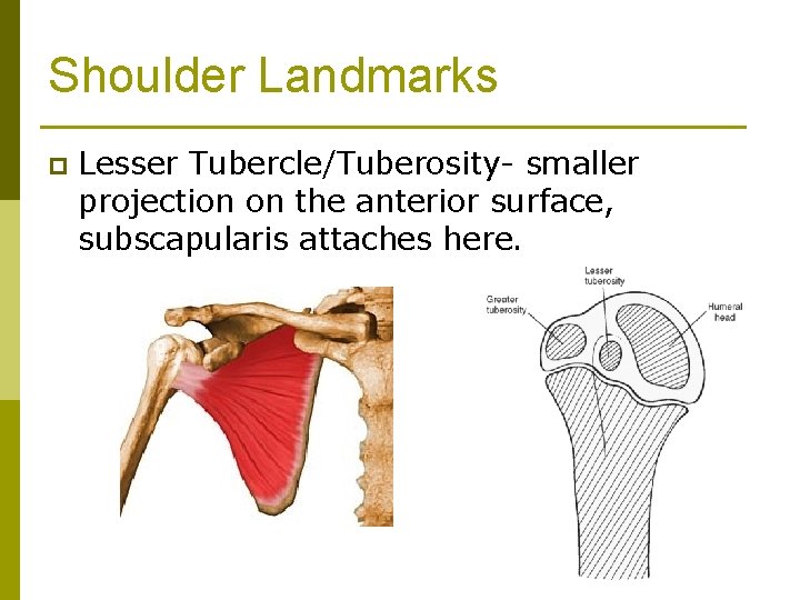 Shoulder Landmarks p Lesser Tubercle/Tuberosity- smaller projection on the anterior surface, subscapularis attaches here.