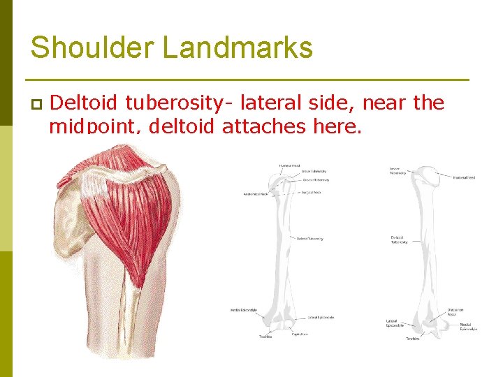 Shoulder Landmarks p Deltoid tuberosity- lateral side, near the midpoint, deltoid attaches here. 