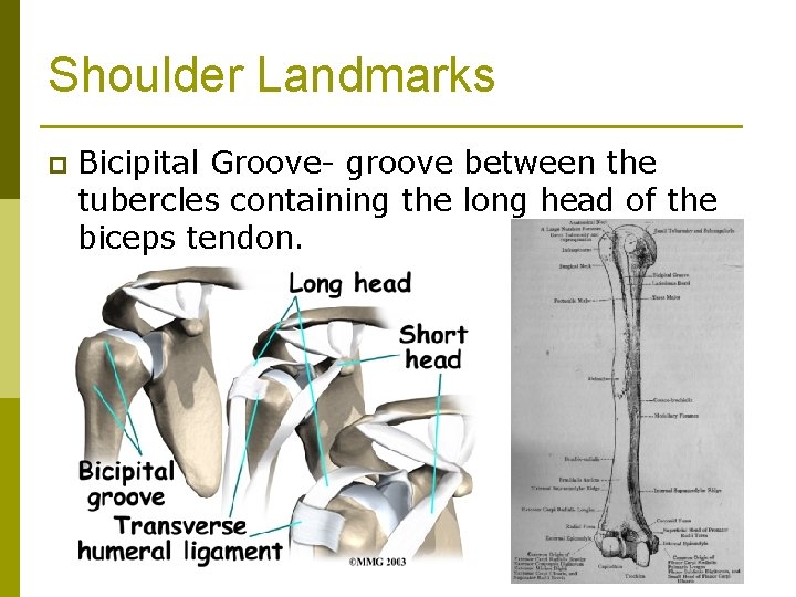 Shoulder Landmarks p Bicipital Groove- groove between the tubercles containing the long head of