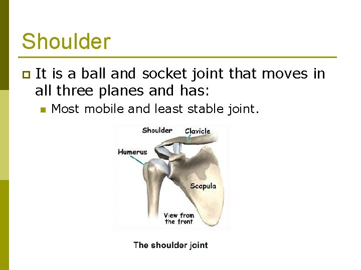 Shoulder p It is a ball and socket joint that moves in all three