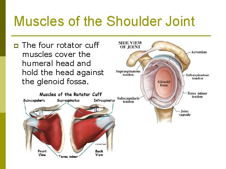 Muscles of the Shoulder Joint p The four rotator cuff muscles cover the humeral