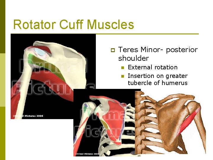 Rotator Cuff Muscles p Teres Minor- posterior shoulder n n External rotation Insertion on