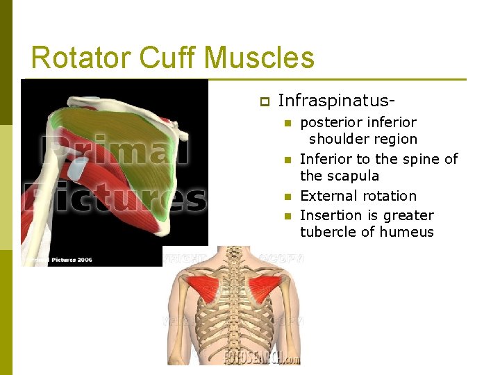 Rotator Cuff Muscles p Infraspinatusn n posterior inferior shoulder region Inferior to the spine