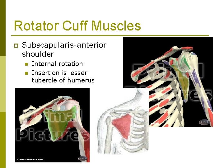 Rotator Cuff Muscles p Subscapularis-anterior shoulder n n Internal rotation Insertion is lesser tubercle