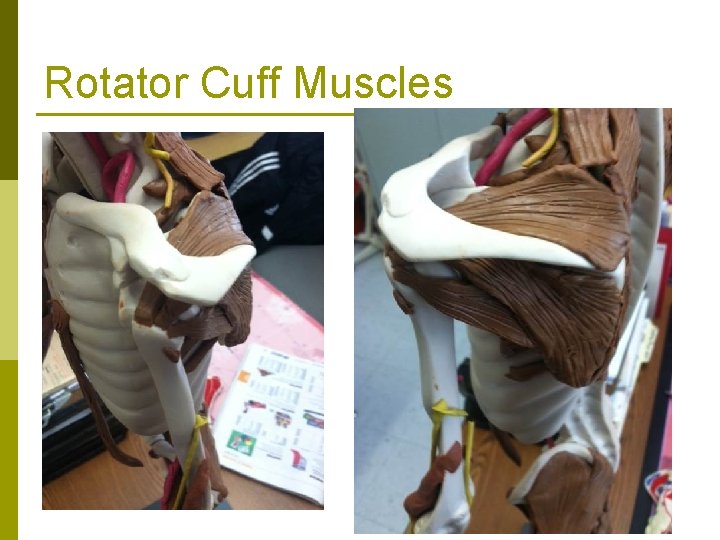 Rotator Cuff Muscles 