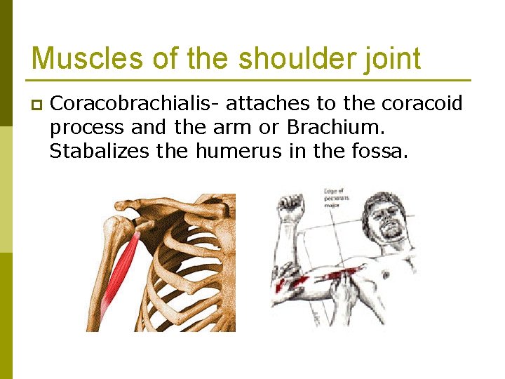 Muscles of the shoulder joint p Coracobrachialis- attaches to the coracoid process and the