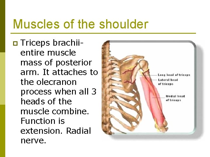 Muscles of the shoulder p Triceps brachiientire muscle mass of posterior arm. It attaches