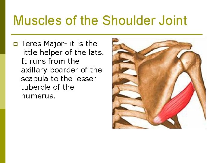 Muscles of the Shoulder Joint p Teres Major- it is the little helper of