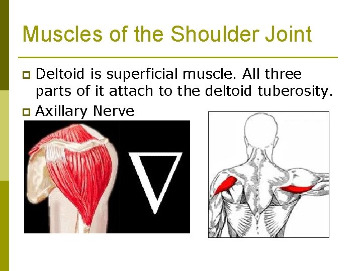 Muscles of the Shoulder Joint Deltoid is superficial muscle. All three parts of it