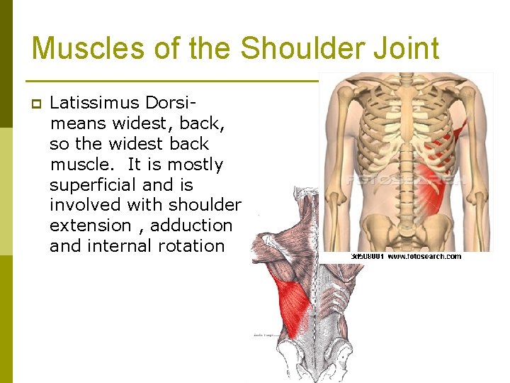 Muscles of the Shoulder Joint p Latissimus Dorsimeans widest, back, so the widest back