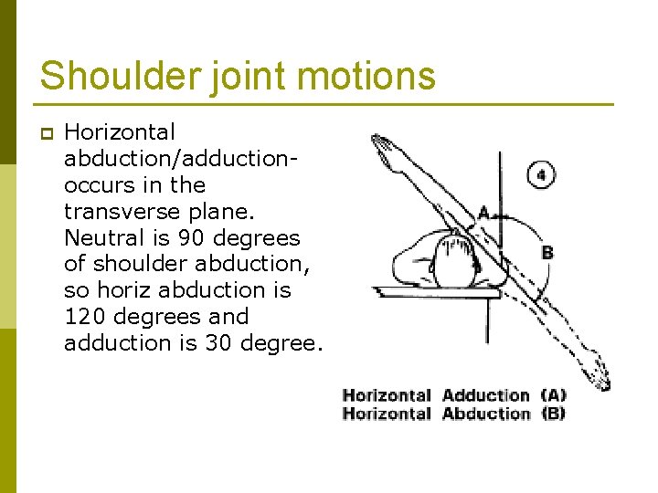 Shoulder joint motions p Horizontal abduction/adductionoccurs in the transverse plane. Neutral is 90 degrees