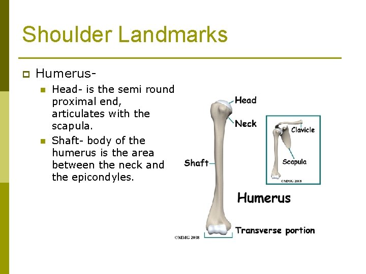 Shoulder Landmarks p Humerusn n Head- is the semi round proximal end, articulates with