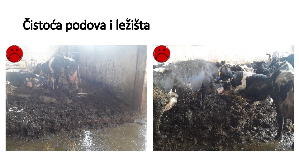 Čistoća podova i ležišta 