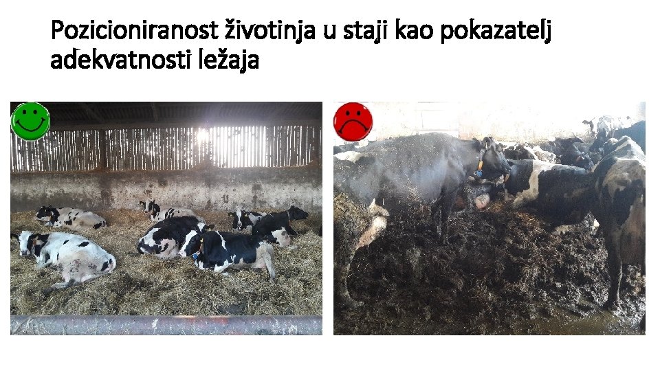 Pozicioniranost životinja u staji kao pokazatelj adekvatnosti ležaja 