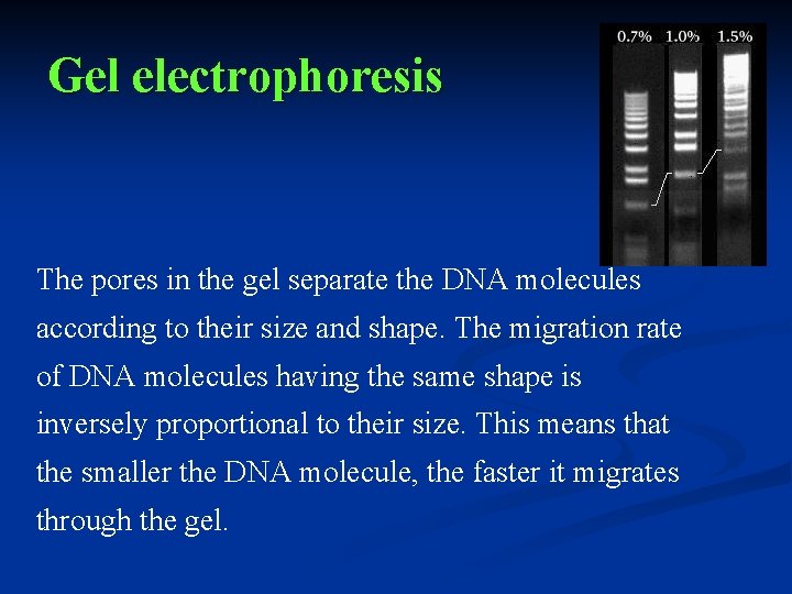 Gel electrophoresis The pores in the gel separate the DNA molecules according to their