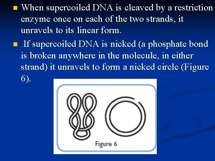 n n When supercoiled DNA is cleaved by a restriction enzyme once on each