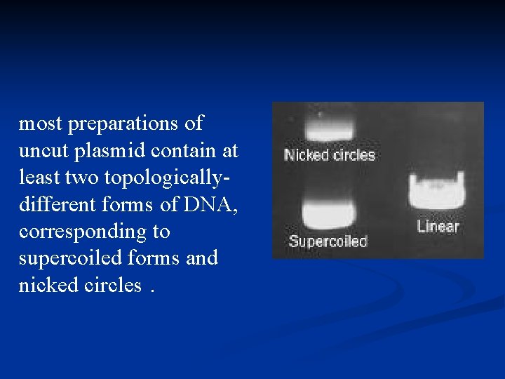 most preparations of uncut plasmid contain at least two topologicallydifferent forms of DNA, corresponding