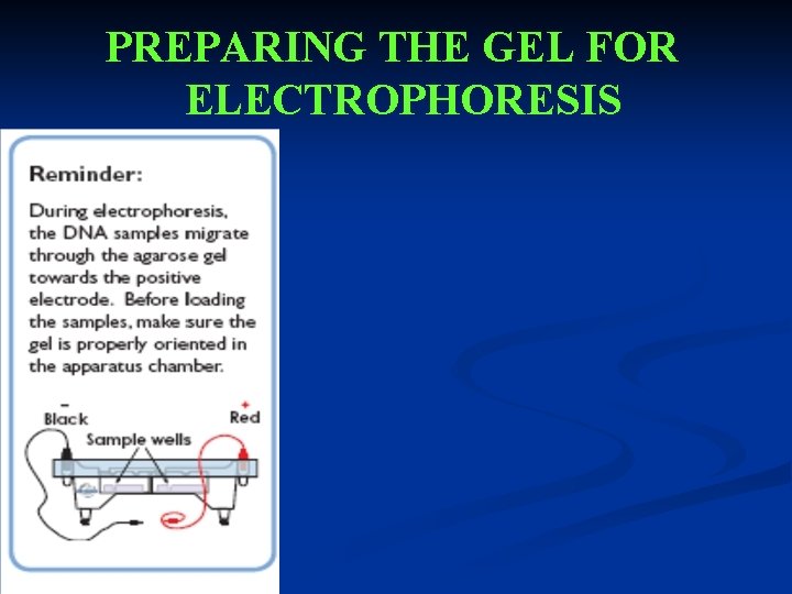 PREPARING THE GEL FOR ELECTROPHORESIS 