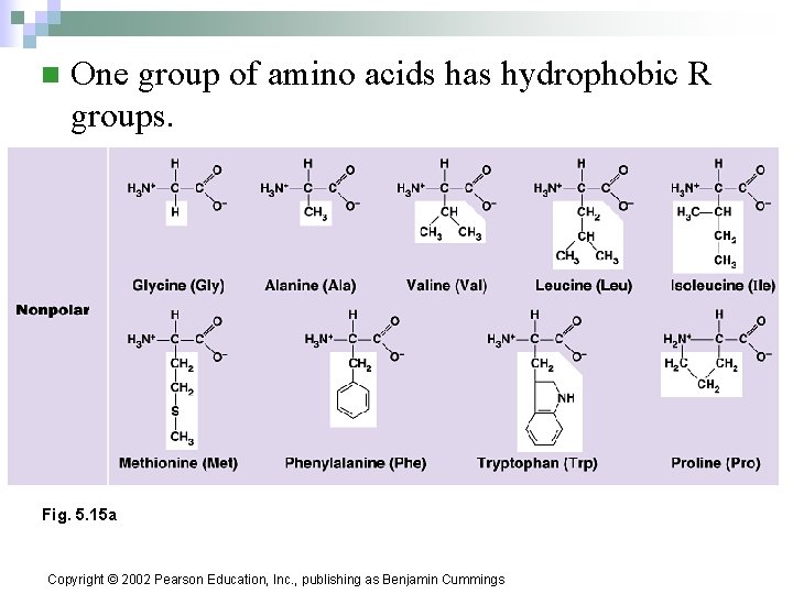 n One group of amino acids has hydrophobic R groups. Fig. 5. 15 a