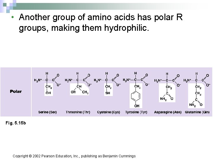  • Another group of amino acids has polar R groups, making them hydrophilic.