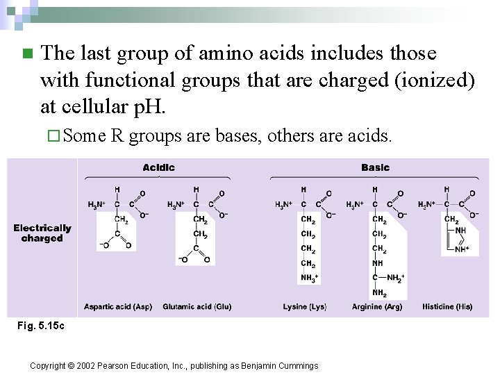 n The last group of amino acids includes those with functional groups that are