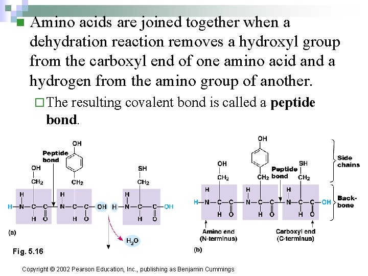 n Amino acids are joined together when a dehydration reaction removes a hydroxyl group