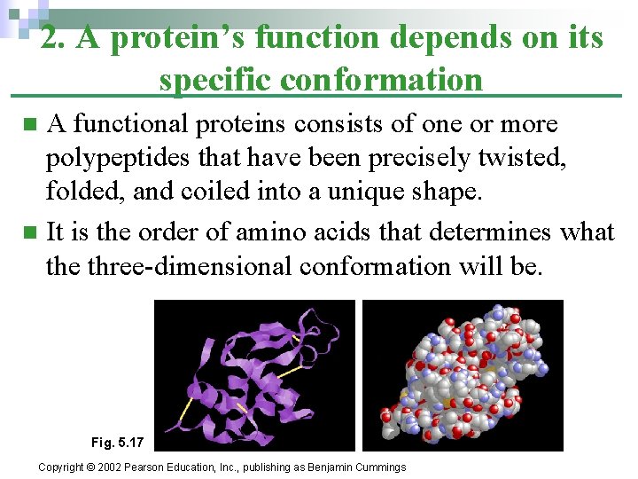 2. A protein’s function depends on its specific conformation A functional proteins consists of