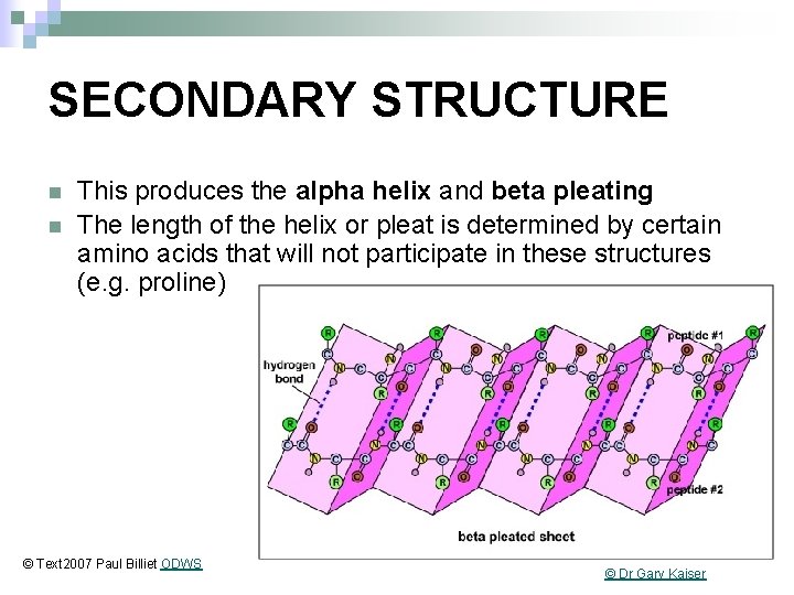 SECONDARY STRUCTURE n n This produces the alpha helix and beta pleating The length