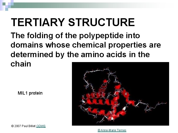 TERTIARY STRUCTURE The folding of the polypeptide into domains whose chemical properties are determined