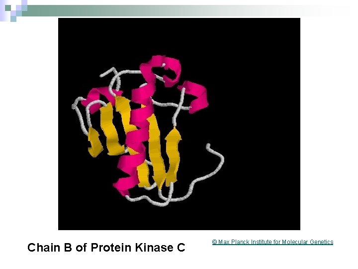 Chain B of Protein Kinase C © Max Planck Institute for Molecular Genetics 