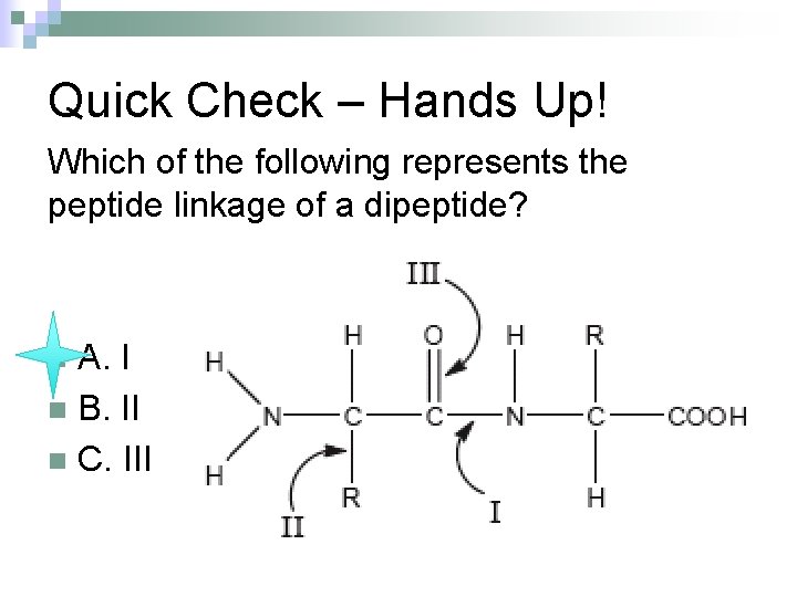 Quick Check – Hands Up! Which of the following represents the peptide linkage of