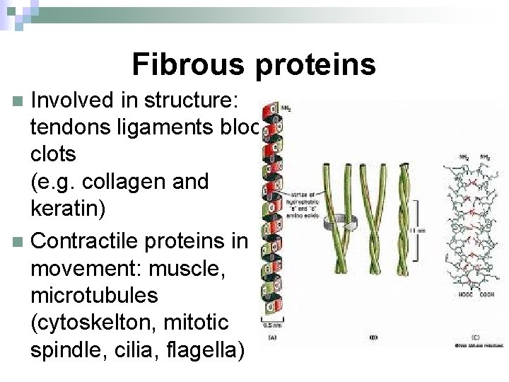 Fibrous proteins Involved in structure: tendons ligaments blood clots (e. g. collagen and keratin)