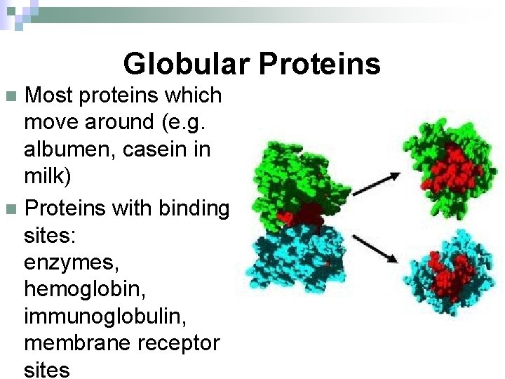 Globular Proteins Most proteins which move around (e. g. albumen, casein in milk) n