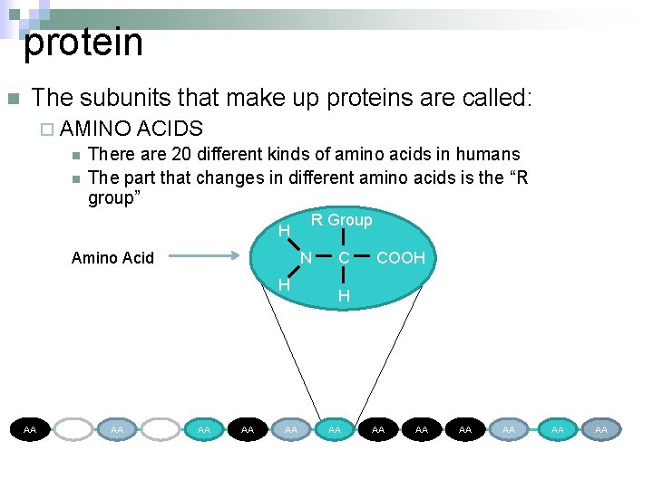 protein n The subunits that make up proteins are called: ¨ AMINO ACIDS n