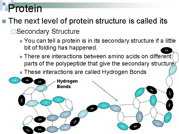 Protein The next level of protein structure is called its ¨ Secondary Structure You